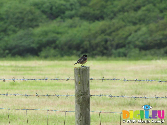 SX06633 Stonechat on fence post (Saxicola torquata)